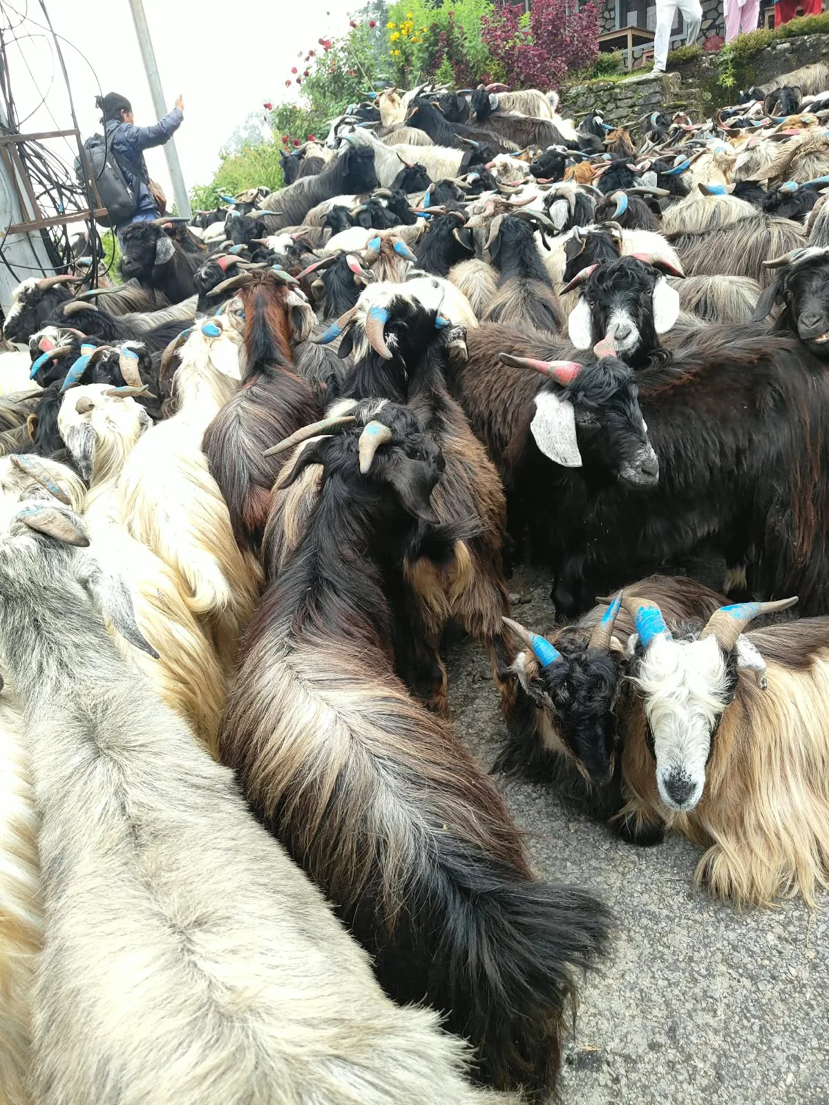 चाडपर्व नजिकिएसँगै धरानमा खसीबोकाको कारोबार बढ्यो। डाेल्पा,काेराेला नाका , मुस्ताङ हुदै पाेखरामा च्याङ्ग्राकाे चहलपहल