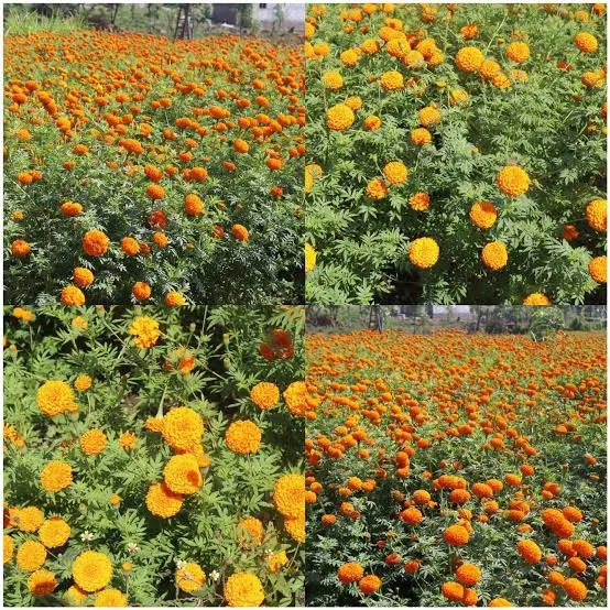 तिहारमा ४८ करोडको फूल कारोबार हुने अनुमान, आयातको दबाब कायमै।